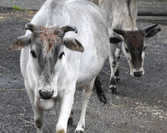 Zebu Cattle Etsy