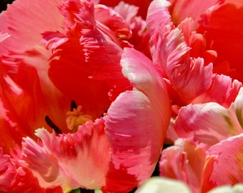 Red Tulip Photograph: Floral Spring Garden Wall Art