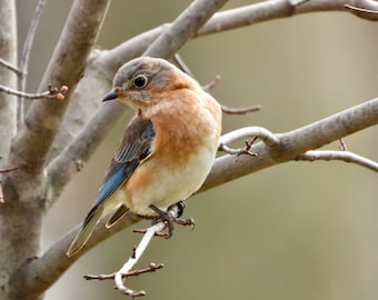 Bird Photograph - Eastern Bluebird - Wall Decor - Female - Beautiful bluebird - State Bird of New York and Missouri - Nature Photography