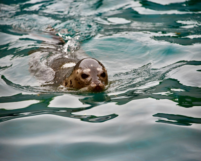 Spotted Seal Animal Fine Art Swimming Seal Wall Decor Etsy