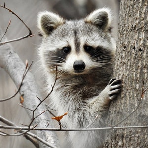Raccoon Photography - Wildlife Animal - Young Raccoon - Raccoon in Winter Woods - Nature - Cute Animal - Gray Raccoon - Animal Photograph