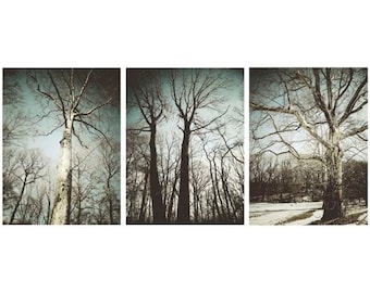 Winter Trees in Blizzard Blue - Set of 3  Nature Photographs - Tree Art - Wall Decor - Winter Bare Trees - Landscape - Nature Photograph