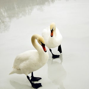 Just 2 of us - Swans On a Icy Pond - Winter Lake - Lover - Nursery Wall Art - Together - Nature Art - Swan - Bird (Animal) Photograph