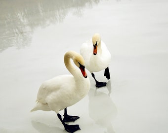 Just 2 of us - Swans On a Icy Pond - Winter Lake - Lover - Nursery Wall Art - Together - Nature Art - Swan - Bird (Animal) Photograph