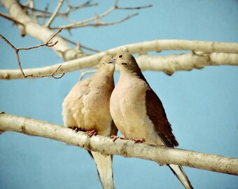 Love Birds - Mourning Dove - Kissing Birds - Fairy Tale - Bird Art - Winter Birds - Romance - Nature Art - In Love - Bird Photography