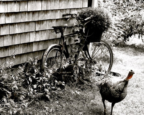 Bicycle garden art hotsell