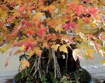 Japanese Maple Tree - Bonsai Art Print - Wall decor - Fall Foliage - Vintage Bonsai Art - Maple Tree in Autumn - Bonsai - Nature Photography