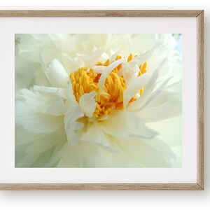 Peony Photography Flower Art Light Ivory White Elegant Flower Floral Wall Decor Peony Flower New York Peony Nature Photograph image 2