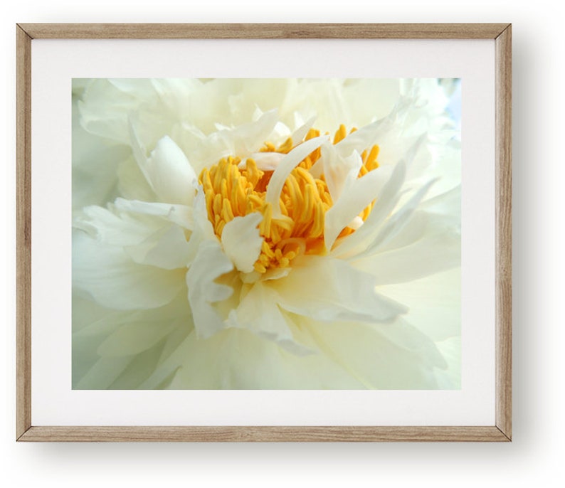 Peony Photography Flower Art Light Ivory White Elegant Flower Floral Wall Decor Peony Flower New York Peony Nature Photograph image 2