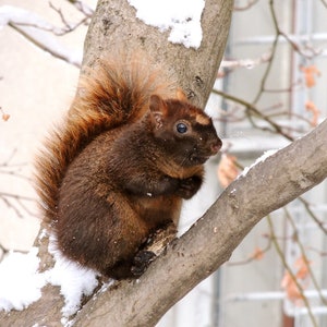 Red Squirrel Winter Photography Print: Snowy New York Nursery Art