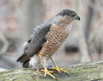 Cooper's Hawk Photography - Hawk in Nature Woods - Wildlife - Bird - Wall Decor - Bird Fine Art - Beautiful Bird - Bird Photograph