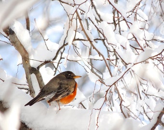 Robin in Snowy Winter - Red Robin - Nature Tree Art - Nursery Wall Art - Winter Bird - Wall Decor - New York Winter Scene - Bird Photography