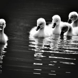 Baby Swan Print: 5 Cygnets, Lake Scene Nursery Art