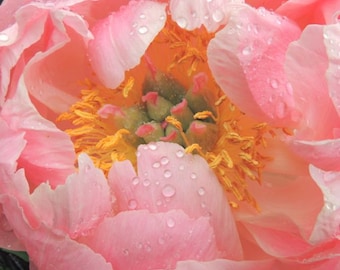 Peach Pink Peony - Spring Flower - Raining Day - Flower Photography - Peony Flower - Floral Wall Decor - Nature Flower - Nature Photograph