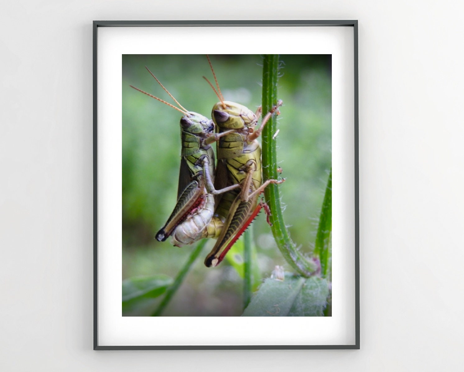 Mating Grasshoppers Photograph: Red-Legged Insect Fine Art Print