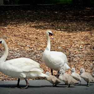 Swan Family Photograph: Spring Cygnet Print, Nursery Wall Art