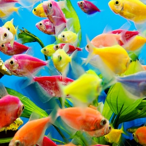 Freshwater Aquarium - Tetra Fish - Colorful Skirts Tetra - Freshwater Fish - Tropical Fish - Wall Decor - Fish Photography - Nature Art