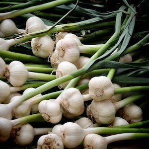 Fresh Garlic Bulbs Photography Print: Kitchen Wall Art
