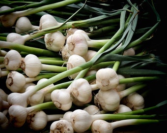 Fresh Garlic Bulbs Photography Print: Kitchen Wall Art
