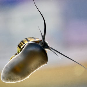 Mystery Snail Macro Photograph: Freshwater Aquarium Print