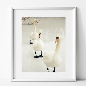 3 Winter Swans Swan Photography Winter Lake Scene Walk on Frozen Icy Lake Nursery Wall Art Swan Lovers Animal Bird Nature image 3