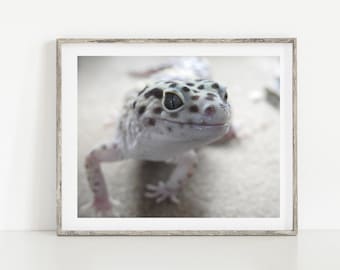 Gecko Photography - So Cute Gecko - Leopard Gecko - Reptile - Lovely - Kid's Room Decor - Wall Decor - Curious Gecko - Animal Photograph