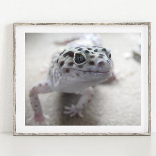 Gecko Photography - So Cute Gecko - Leopard Gecko - Reptile - Lovely - Kid's Room Decor - Wall Decor - Curious Gecko - Animal Photograph