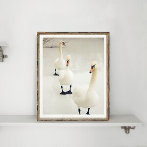 3 Winter Swans Swan Photography Winter Lake Scene Walk on Frozen Icy Lake Nursery Wall Art Swan Lovers Animal Bird Nature image 9