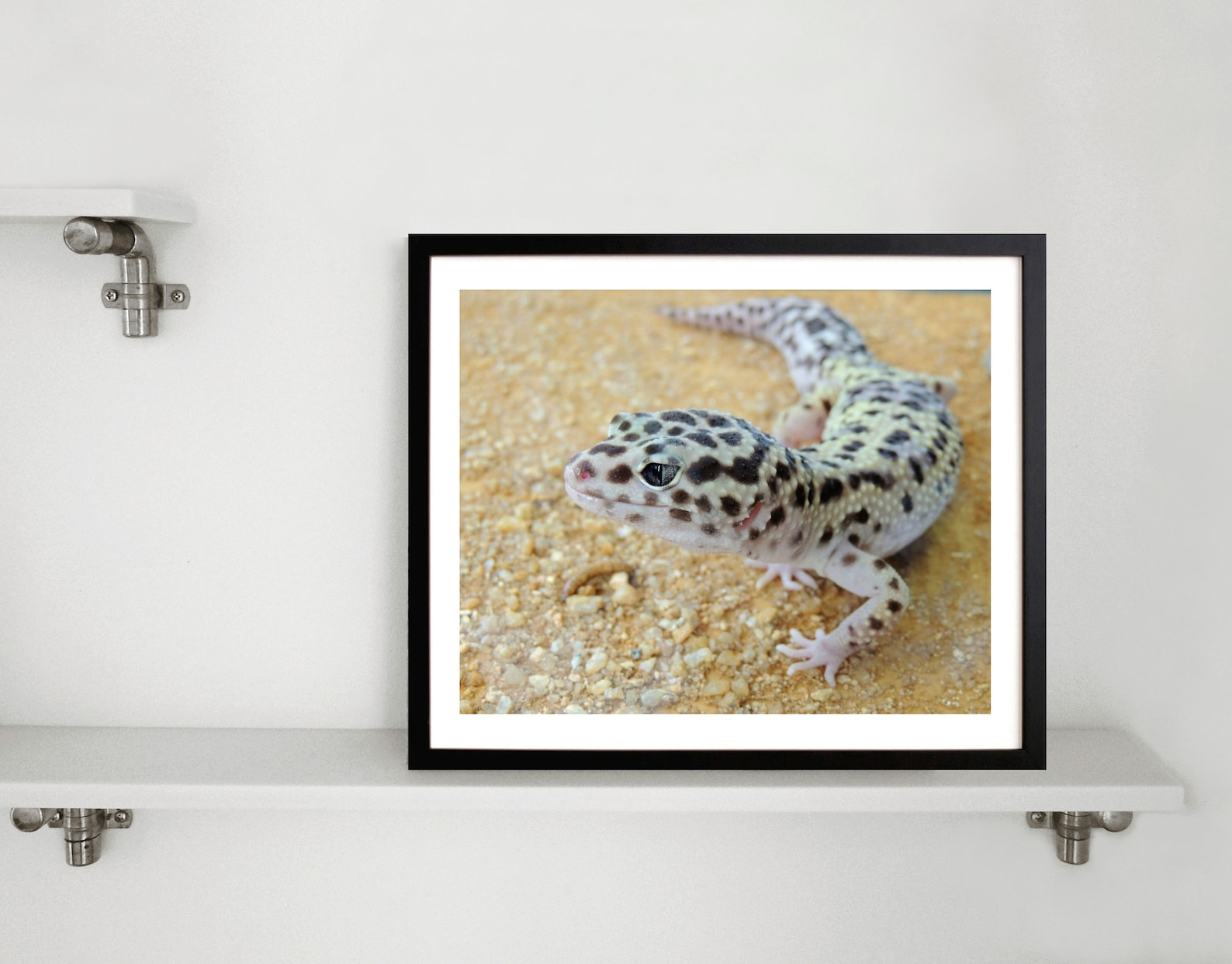 Gecko Photograph Snow Leopard Gecko Reptile Pet Lizard | Etsy