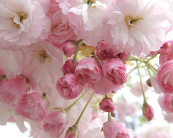 Cherry Blossoms Photography - Sakura - Nature Art - Spring Flower - Pink Sakura - Wall Decor - Blooming - Botanical - Flower Photograph