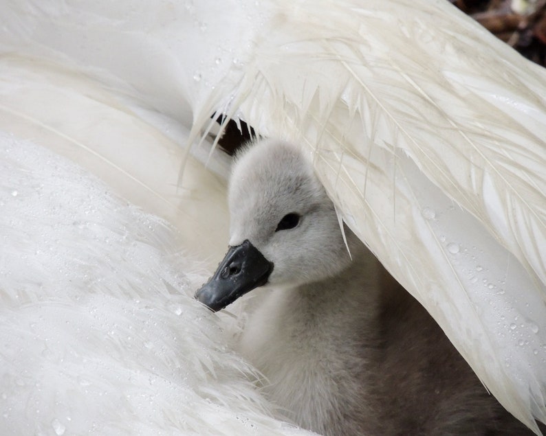 Swan Photograph Baby Swan Cygnet It's Raining Cygnet With Swan 2 days old Cygnet Baby Animal Nature Cute Tenderness Bird image 1