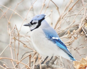 May include: A blue jay perched on a branch with a white background. The bird has a blue crest, white underparts, and blue wings with white markings.