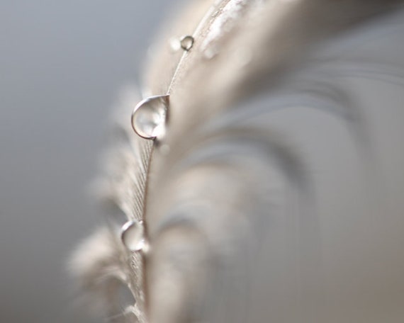 Peacock Feather and Water Drop: Royal Still Life Photography Fine Art Macro  Photography Home Decor Peacock Print 