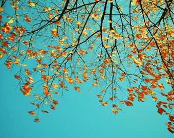 Autumn Tree Photography: Colorful Fall Foliage Wall Decor