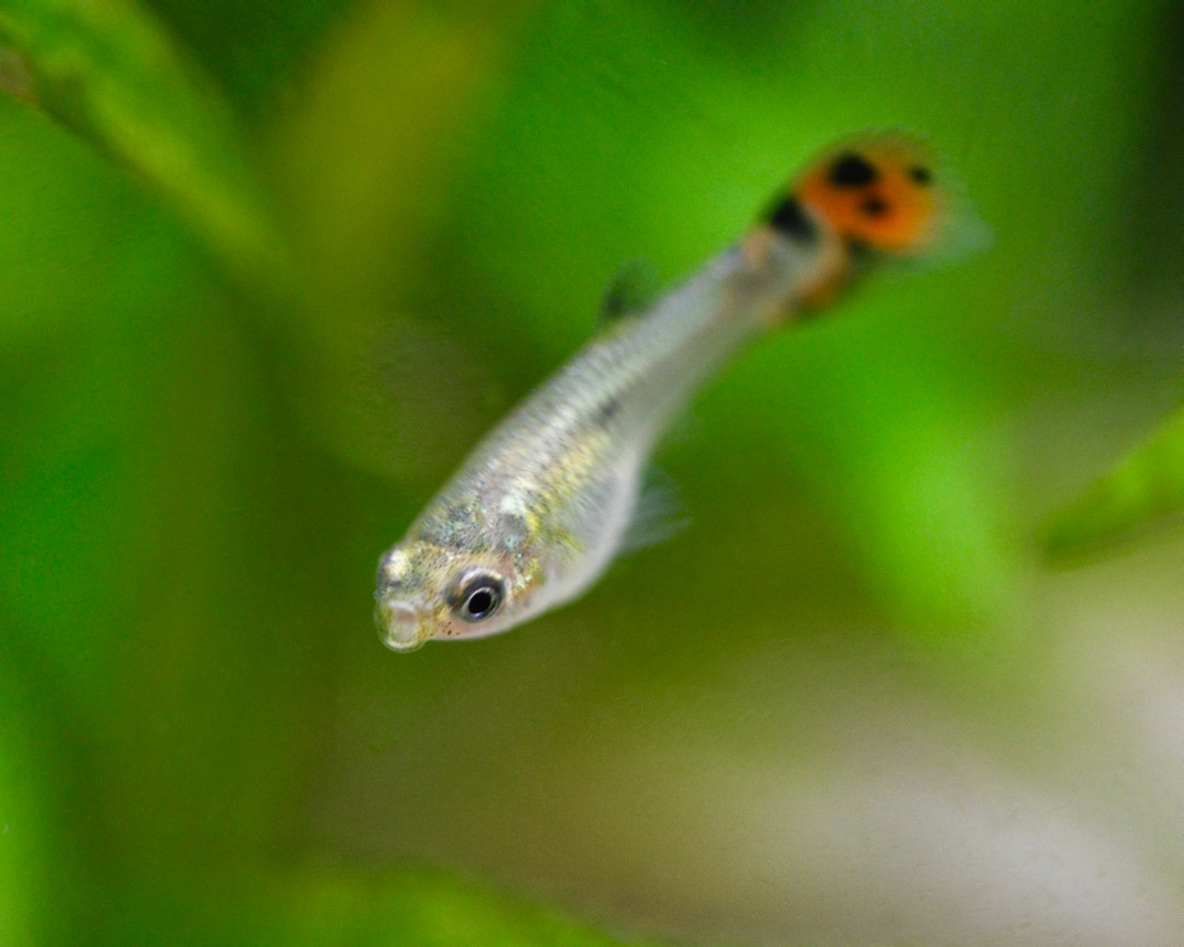 Fish Photograph - Baby Guppy - Home Aquarium Fish - Freshwater Fish ...