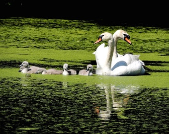 Photographie de cygne - famille douce - cygnes mignons - reflets - herbe de canard - lac - art mural - nature - bébé animal - famille de cygnes - oisillon