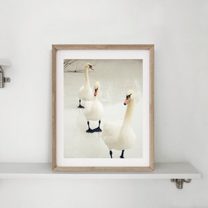 3 Winter Swans Swan Photography Winter Lake Scene Walk on Frozen Icy Lake Nursery Wall Art Swan Lovers Animal Bird Nature image 5