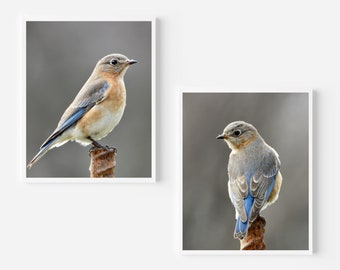 Eastern Bluebird Photography - Female - Beautiful Bird - Wall Decor - Happy Bluebird - Bluebird in Nature - Set of 2 NY Bluebird Photographs