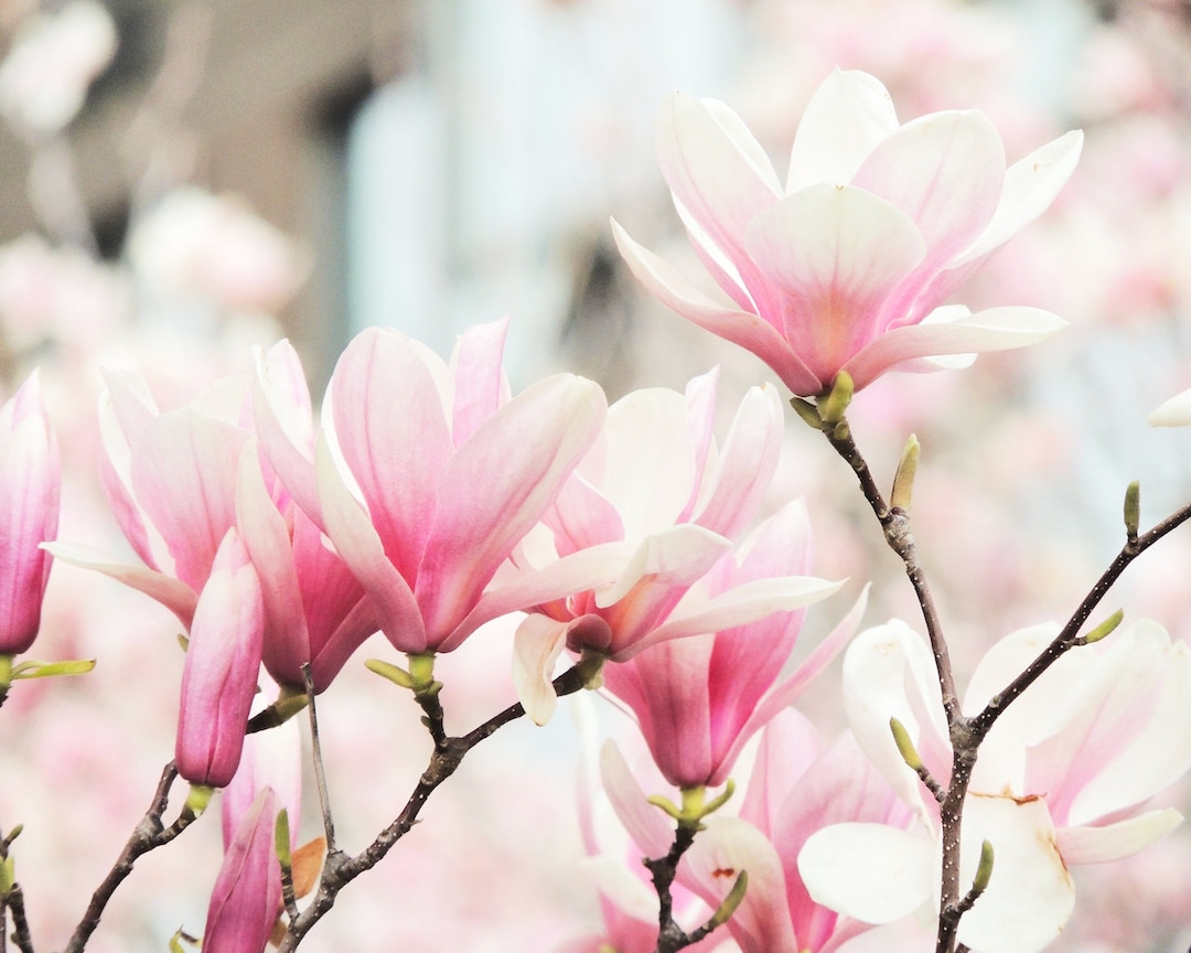 Pink Magnolia Photography - Soft Pink Flower - Magnolia Tree