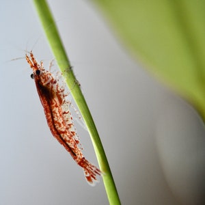 Red Cherry Shrimp Photography - Freshwater Aquarium Shrimp - Shrimp Fine Art - Pet Shrimp - Aquatic Shrimp - Wall Decor