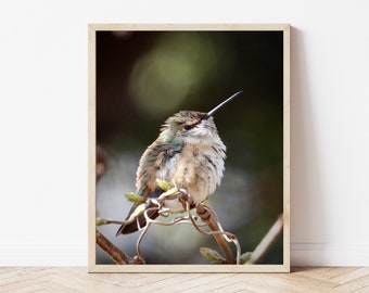 Bird Photograph - Hummingbird - Juvenile Rufous Hummingbird - Wall Decor - Cute Small Bird - Relaxing Happy Bird - Bird in Nature Photograph