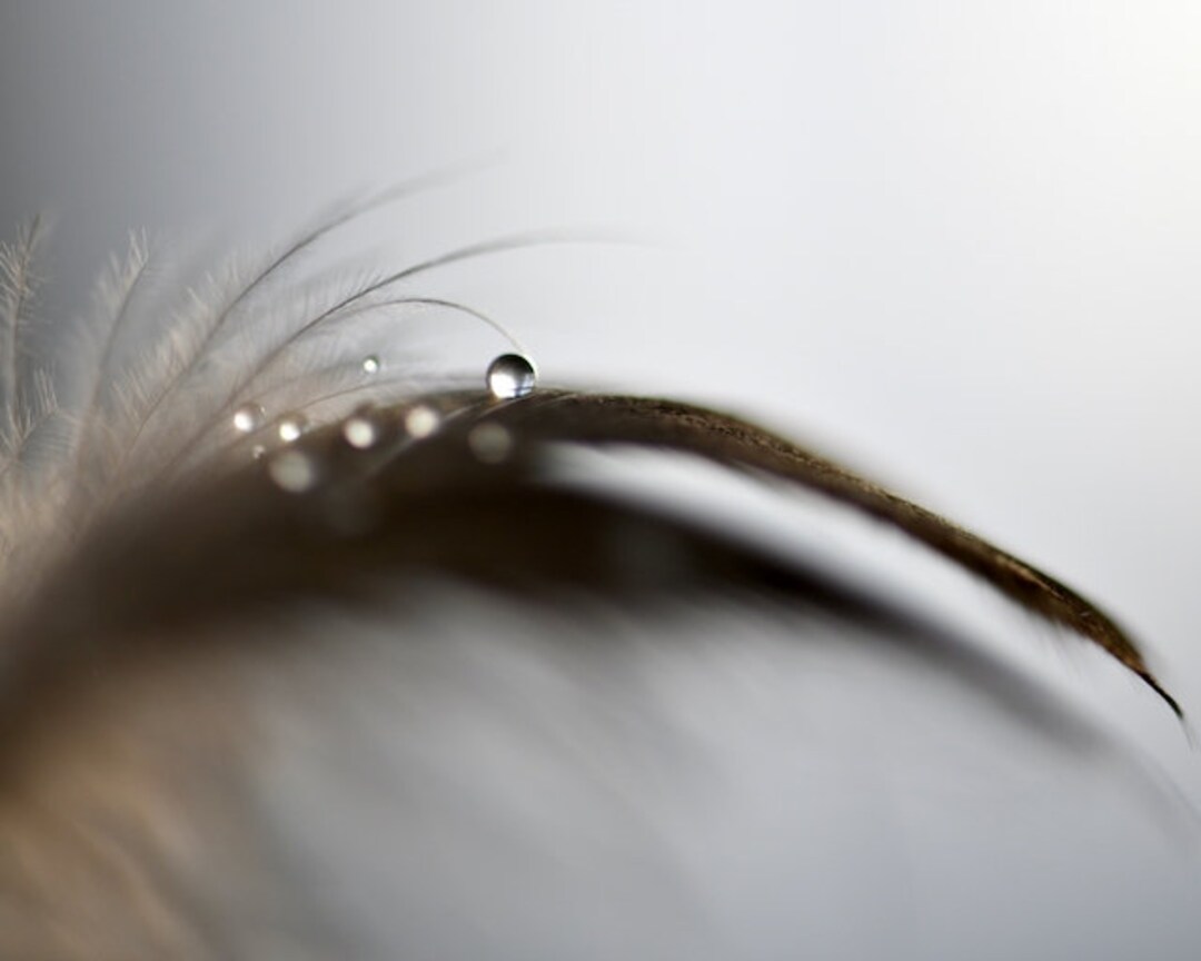 Feather Photograph Bird Feather Water Drop Droplet Nature Feather Feather Wall Art Delicate