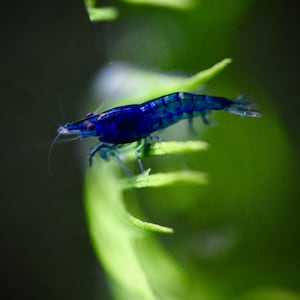 Shrimp Photograph - Blue Velvet Shrimp - Freshwater Aquarium Shrimp - Wall Decor - Beauty of Nature - Blue Dream Shrimp - Macro Photography