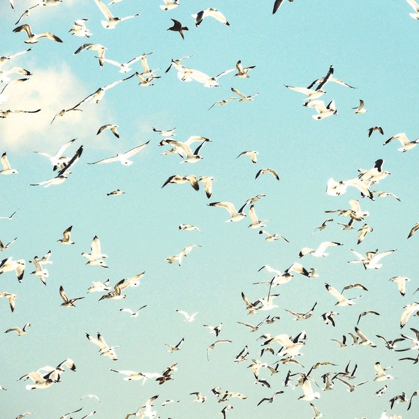 Photographie d'oiseau - oiseaux heureux - volée d'oiseaux - art oiseau et ciel - nature - oiseaux en vol - vol - art mural chambre d'enfant - photographie de nature