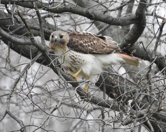 Red Tail Hawk Photograph - Wildlife Bird - Hawk - Wall Decor - Nature Photograph - Bird - Winter Bare Tree - Hunting Bird - New York Hawk