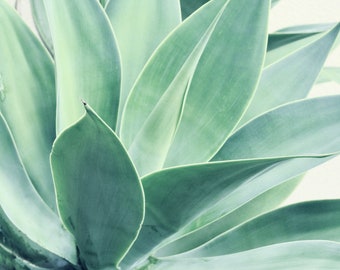 Desert Plant Photograph - Succulent - Beauty of Nature - Cactus - Aqua Blue - Blue Desert Plant - Aloe - Desert Agave - Nature Photography