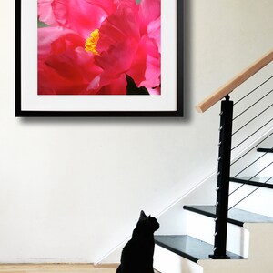 May include: A black cat sits on a wooden floor, looking up at a framed photograph of a pink peony flower.