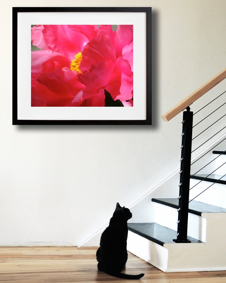 May include: A black cat sits on a wooden floor, looking up at a framed photograph of a pink peony flower.
