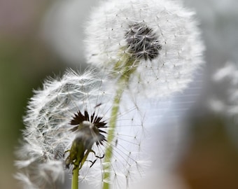 Dandelion Photograph - Wall Decor - Beauty of Nature - New York Fine Art - Dandelion Wall Art - Dandelion Blossom - Flower Photography