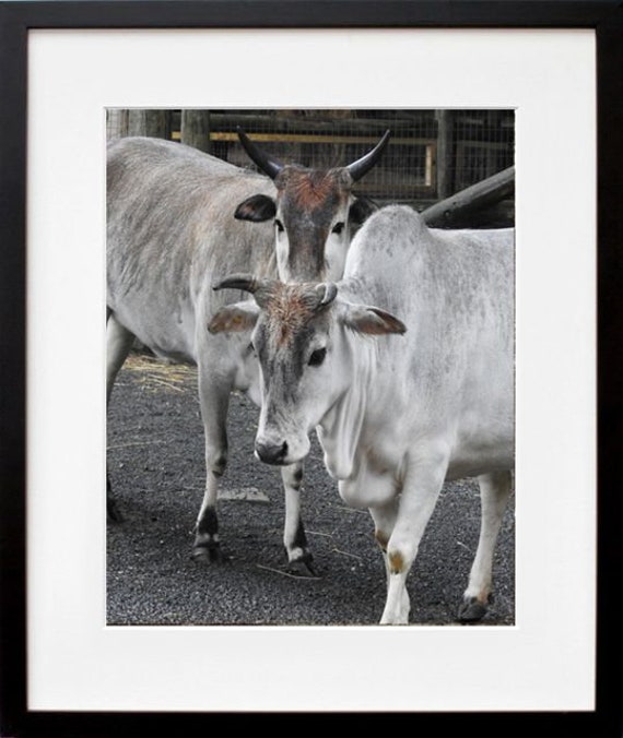 Miniature Zebu Cattle Cow Hump Cattle Zebu Cow Etsy